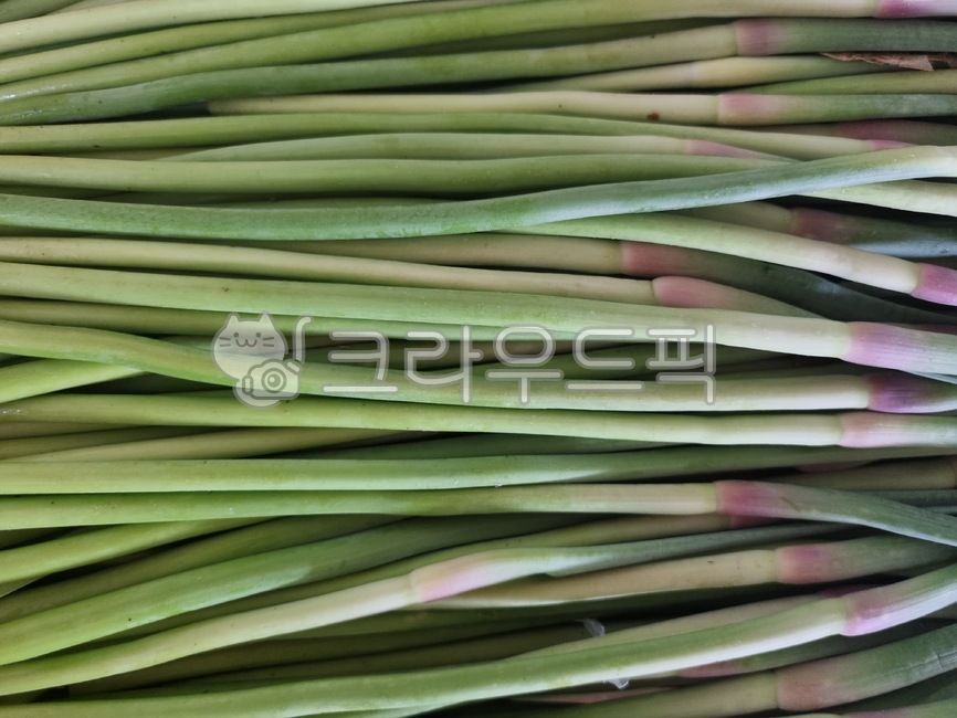 양파,양파쫑,food,봄철음식,onion,봄채소