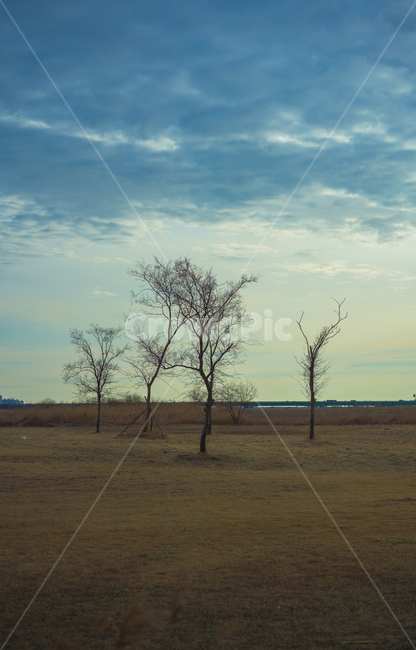 자연,나무,노을,겨울나무,nature,ground