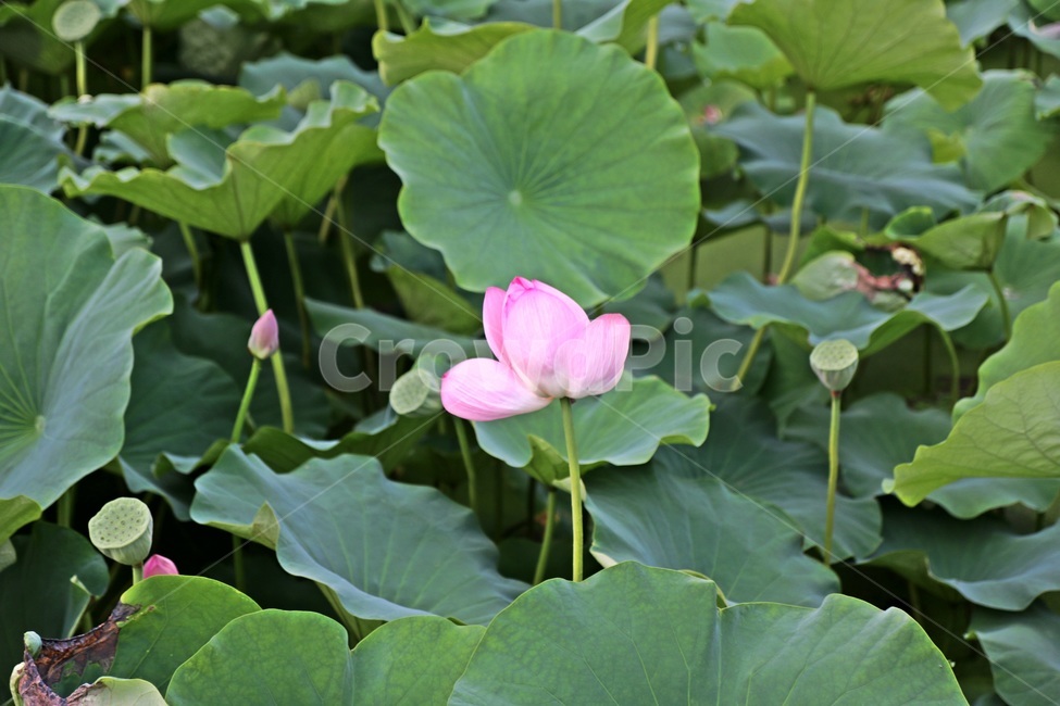 연꽃,꽃,덕진공원,lotus,전주연꽃,식물,자연,plants,nature,꽃,flower