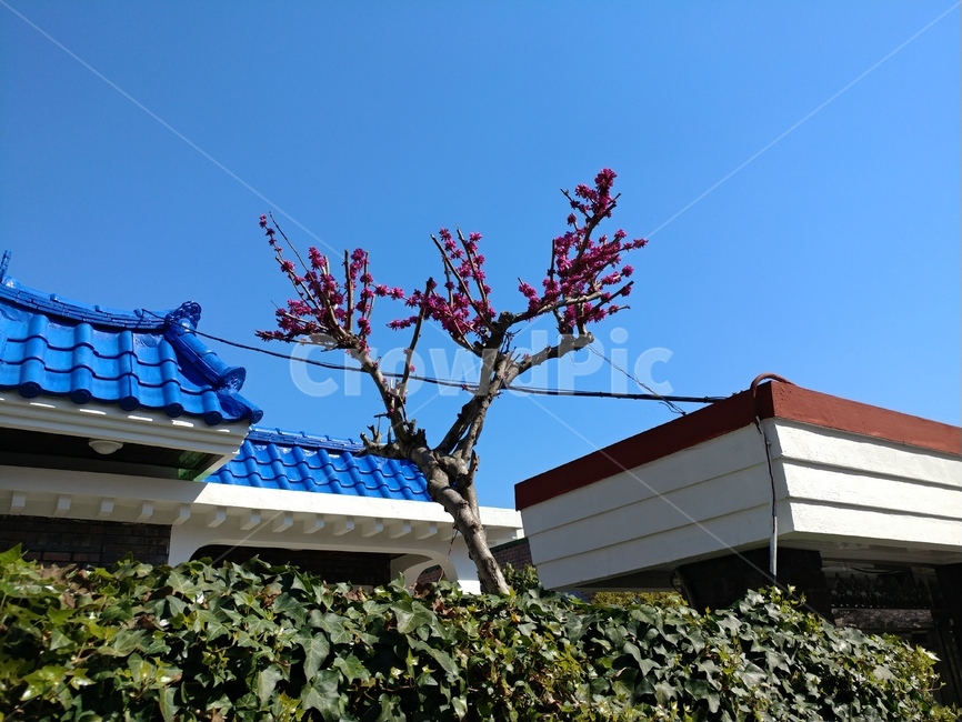 지붕,꽃,담쟁이덩굴,roof,flower,봄날,spring,진해,건축물,건물외관,exterior,building,structure,architecture,construction