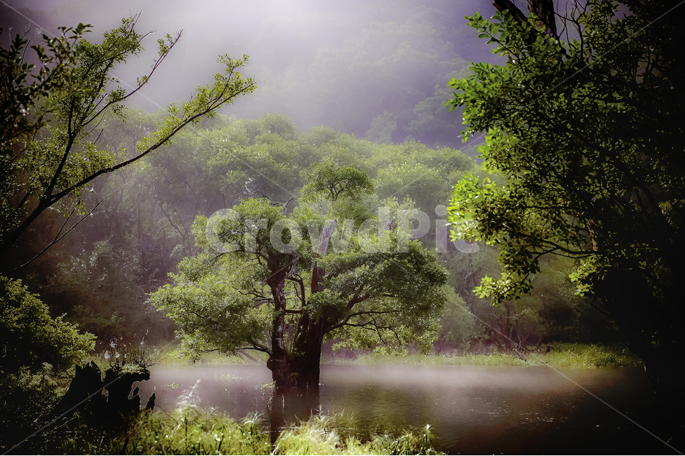 자연,쉼,힐링,배경화면,감성,주산지,jusanji,나무,tree,자연,풍경,nature,landscape,식물,plants,나무,trees,wood,휴식,힐링,rest,relaxation,healing,weather,날씨,outdoors,옥외,fog,안개