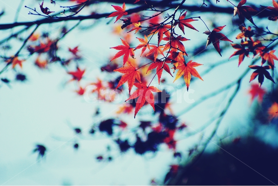 가을,단풍,autumn,단풍잎,maple,산,빨강,red,가을,계절,fall,autumn,season,식물,자연,plants,nature,감성,sensible,feeling,leaf,잎,plant,tree,나무