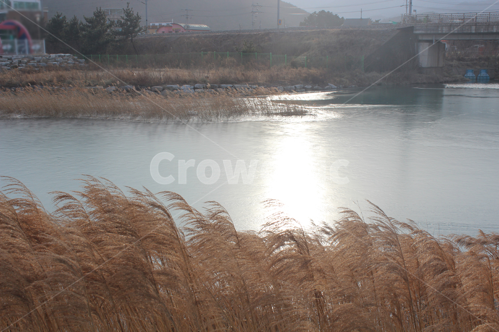 갈대,겨울,자연,쓸쓸함,강,가을,계절,fall,autumn,season,plant,식물,grass,잔디,lawn,reed
