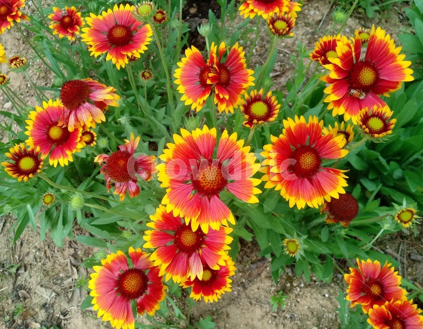 천인국,firewheel,국화과,식물,꽃,야생화,한해살이풀
