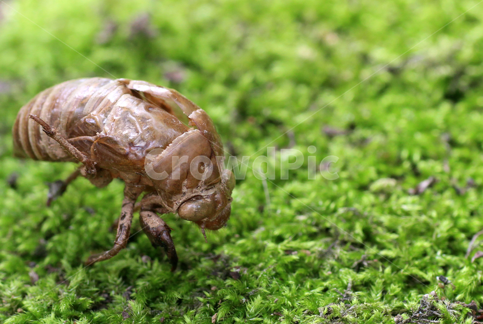 매미,번데기,탈피,숲,여름,초록,싱그러움,유충,곤충,접사,곤충,벌레,insect,bug