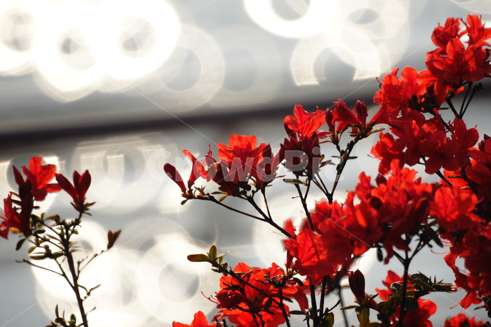 꽃,빨간꽃,보케,꽃잎,붉은색,식물,봄,계절,spring,season,식물,자연,plants,nature,꽃,flower,휴식,힐링,rest,relaxation,healing,blossom,geranium,제라늄,plant