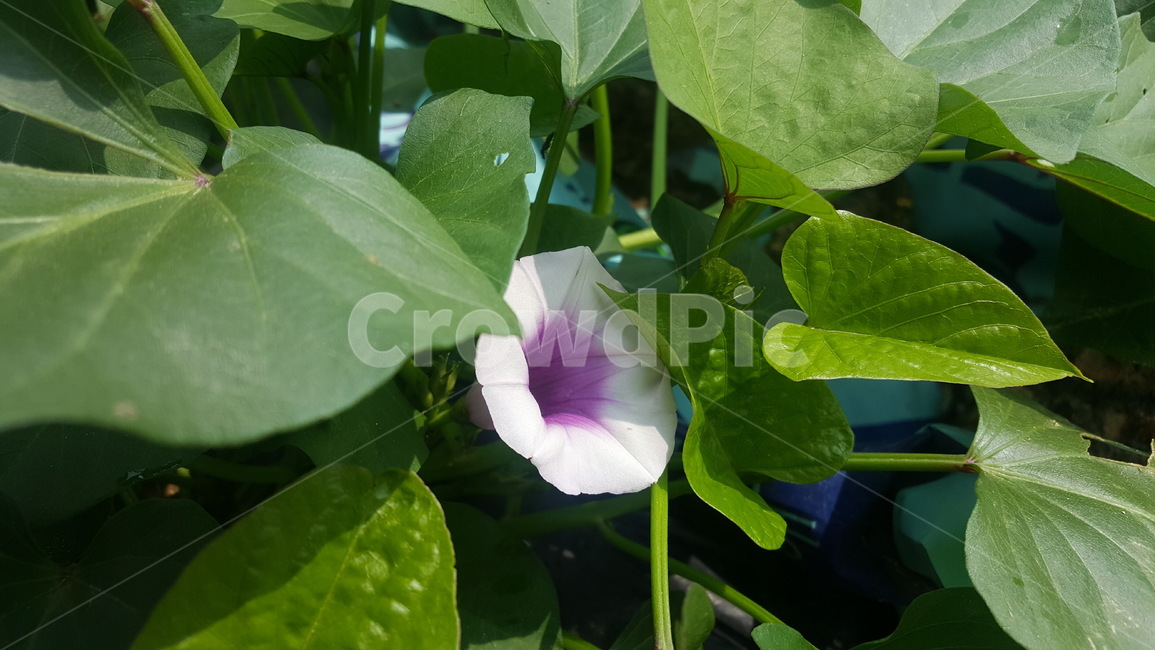 고구마,고구마꽃,식물,농사,희귀꽃,식물,자연,plants,nature,꽃,flower