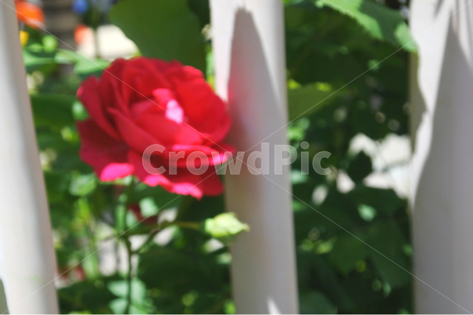 장미,여름,자연,꽃,로즈,색감,green,rose