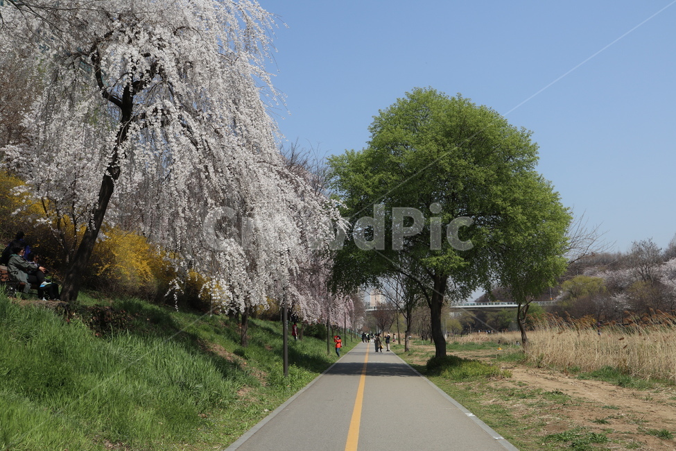 산책길,벚꽃,벚꽃나무,꽃,나무,plant,식물,flower,blossom