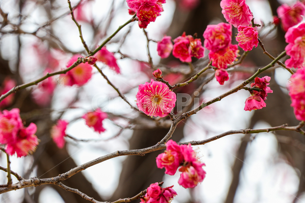 홍매화,벚꽃,식물,꽃,봄,식물,자연,plants,nature,꽃,flower