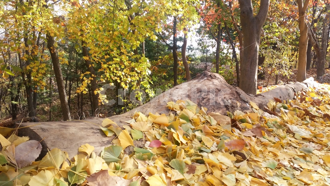leaf,잎,tree,나무,가을,풍경,산,산책,단풍,은행나무,가을,계절,fall,autumn,season,plant,식물,ground,바닥