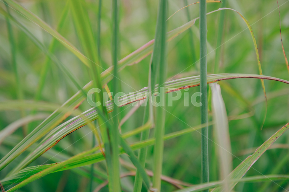 갈대,가을,식물,자연,초록,억새,식물,자연,plants,nature