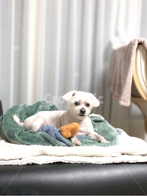 강아지,말티즈,반려견,탱이,이불,하얀색,멍멍이,동물,animal,포유류,mammal,개,강아지,dog,doggy