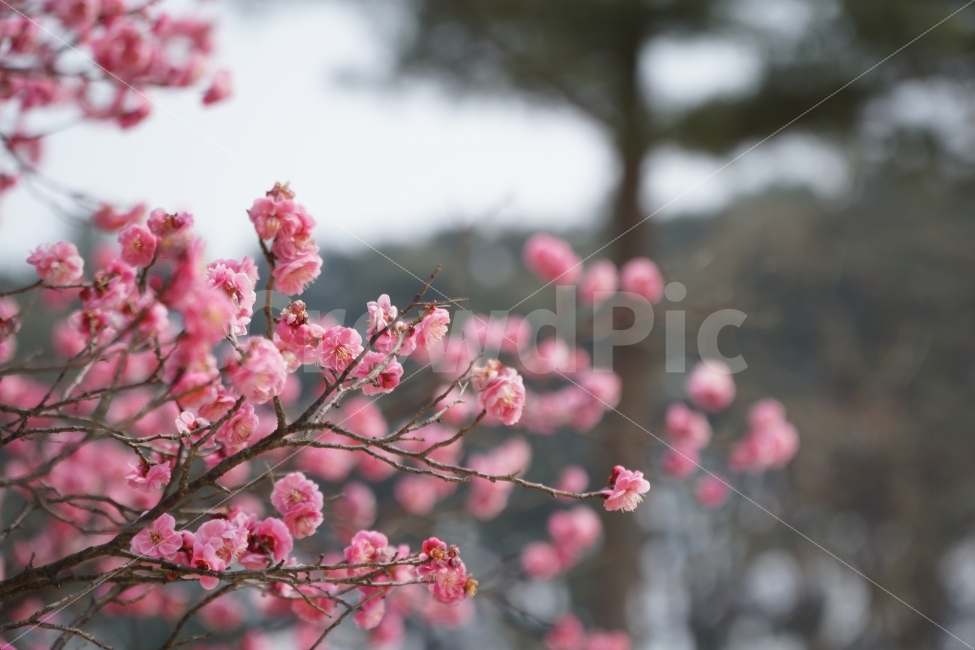 꽃,홍매화,자연,나무,정물,봄,계절,spring,season,식물,자연,plants,nature,꽃,flower,plant,blossom