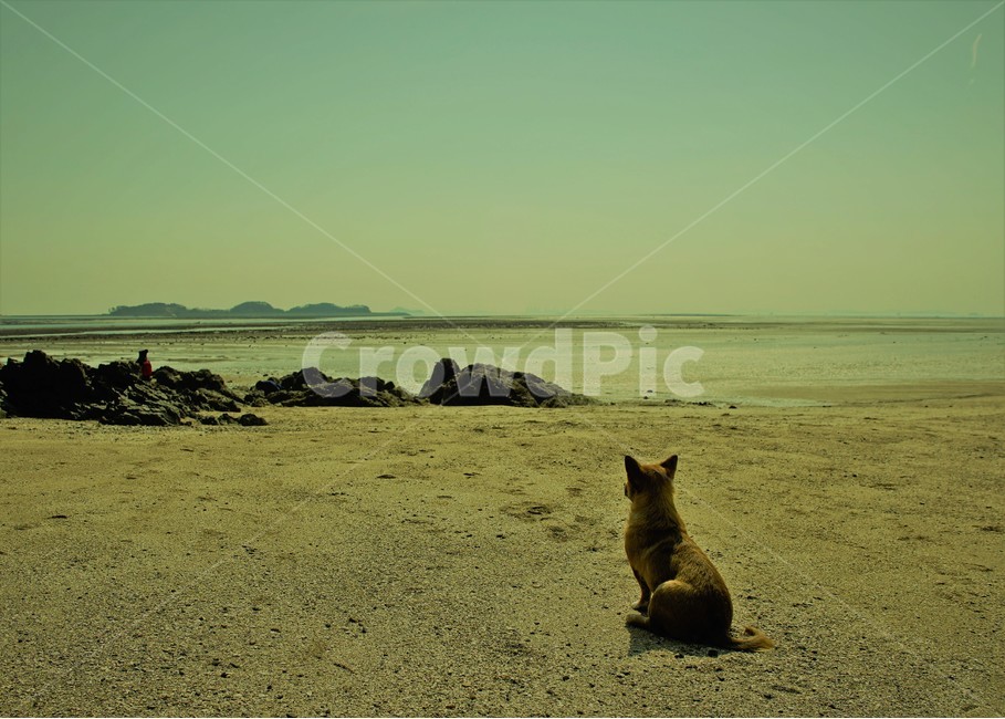 바다,개,강아지,모래,백사장,기다림,응시풍경,자연,풍경,nature,landscape,한국자연풍경,한국자연경관,korea nature landscape,해변,바다,beach,sea,동물,animal,포유류,mammal,개,강아지,dog,doggy,감성,sensible,feeling,wildlife,야생 동물,kit fox,키트 폭스,fox,여우,canine,송곳니