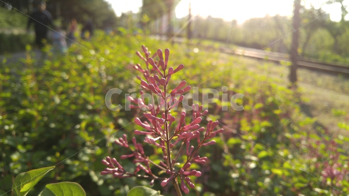 라일락,꽃,핑크,핑크꽃,식물,배경,lilac,flower,pink,pinkflower,nature,plant,bloom,floral