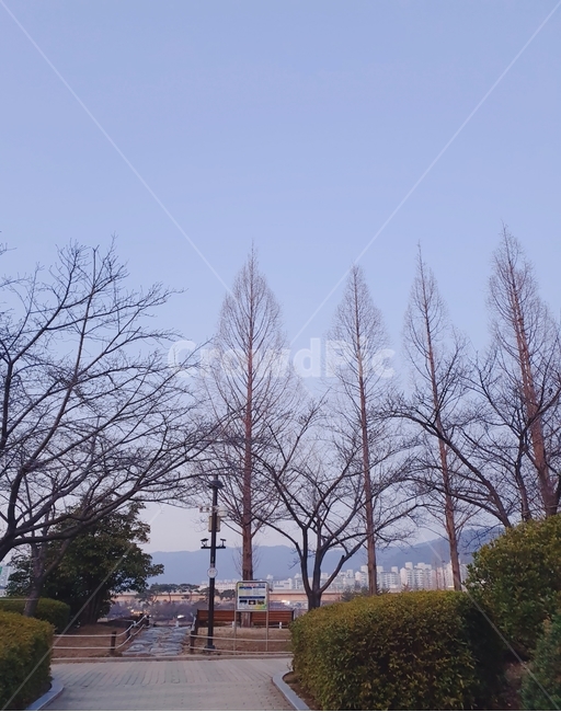 plant,식물,tree,나무,fir,전나무,자연,nature,풍경