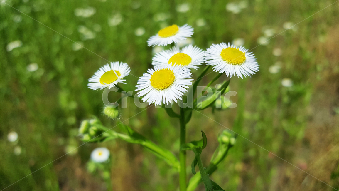 자연,들꽃,힐링,초록,꽃,들판,식물,자연,plants,nature,꽃,flower