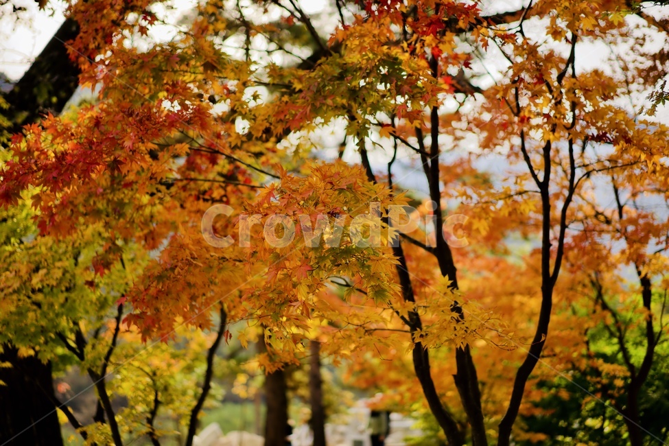 leaf,잎,tree,단풍,maple,가을,계절,fall,autumn,season,식물,자연,plants,nature,plant,나무