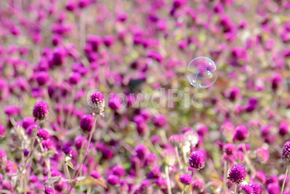 꽃,가을꽃,비눗방울,천일홍,나리공원,가을,식물,자연,plants,nature,꽃,flower