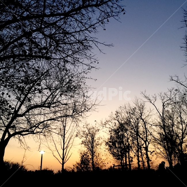 노을,공원,풍경,감성,해질녘,산책,스냅샷,힐링,감성사진,자연,풍경,nature,landscape,식물,plants,나무,trees,wood,실루엣,그림자,silhouette,shadow,outdoors,옥외