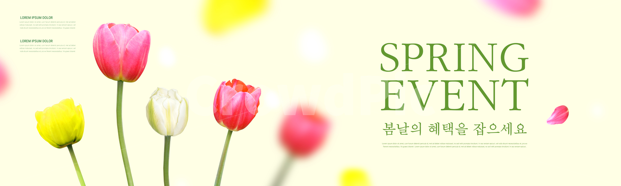튤립,꽃잎,봄,배너,쇼핑,꽃,이벤트,봄,계절,spring,season,축제,행사,festival,carnival,event,그래픽,일러스트레이션,graphic,illustration,plant,식물