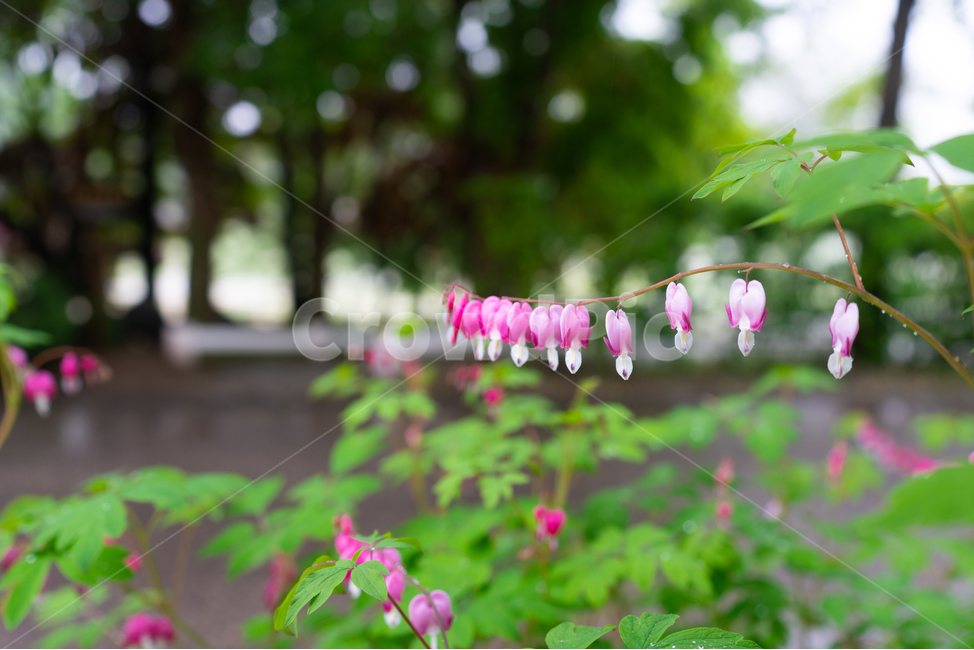 금낭화,꽃,dicentraspectabilis,자연,flower,natural,식물,자연,plants,nature,꽃,flower
