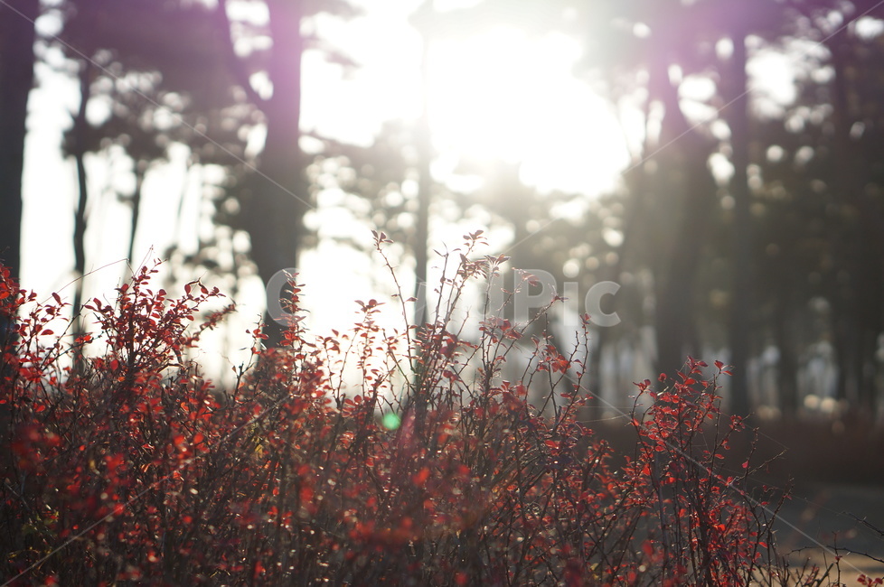 소나무,숲,억새,햇빛,풍경,겨울,grass,잔디,plant,식물,flare,플레어,light,빛
