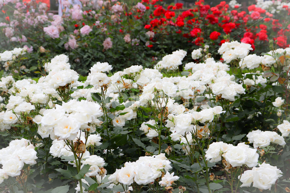 꽃,활짝핀꽃,장미,장미꽃,풍경,식물,자연,plants,nature,꽃,flower