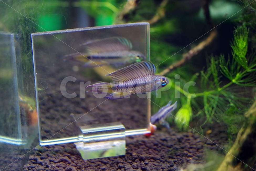 apistogramma,tropical fish,Apistogram,tropicalfish,ornamental fish