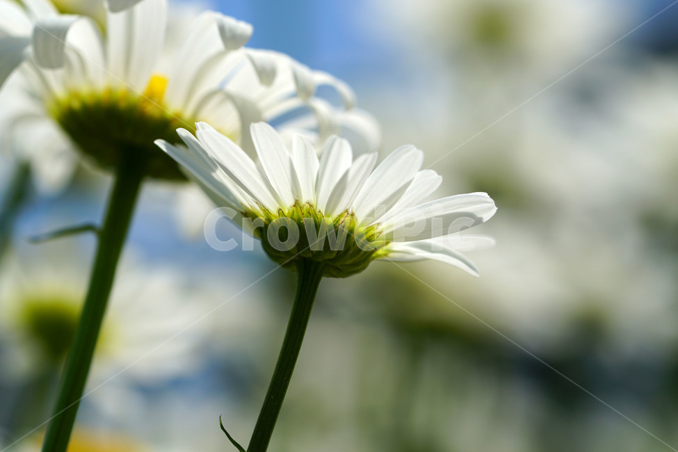 샤스타데이지,봄꽃,한국자연,꽃,꽃사진,플라워,flower,봄,spring,식물,plants,자연,nature,풍경,landscape,계절,season,snap,스냅,접사,macro,closeup,클로즈업,감성사진,감성,힐링,healing,느낌,feel,feeling,꽃밭,화단,꽃봉오리,5월,May,shastadaisy,봄,계절,spring,season,식물,자연,plants,nature,꽃,flower,plant,daisies,데이지,blossom,daisy