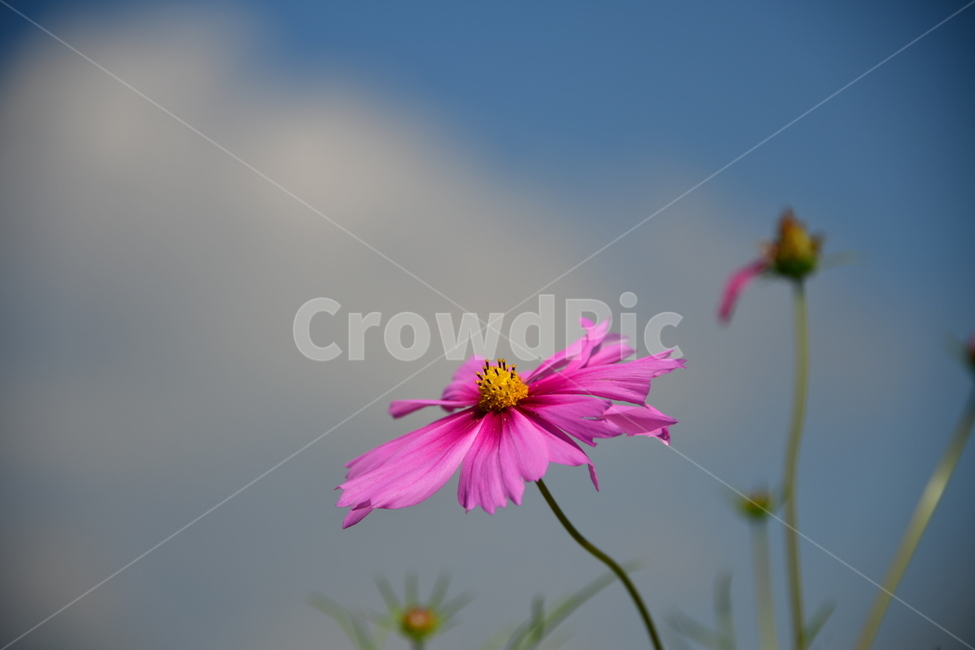 코스모스,꽃,가을,식물,자연,plant,flower,식물,자연,plants,nature,꽃,flower