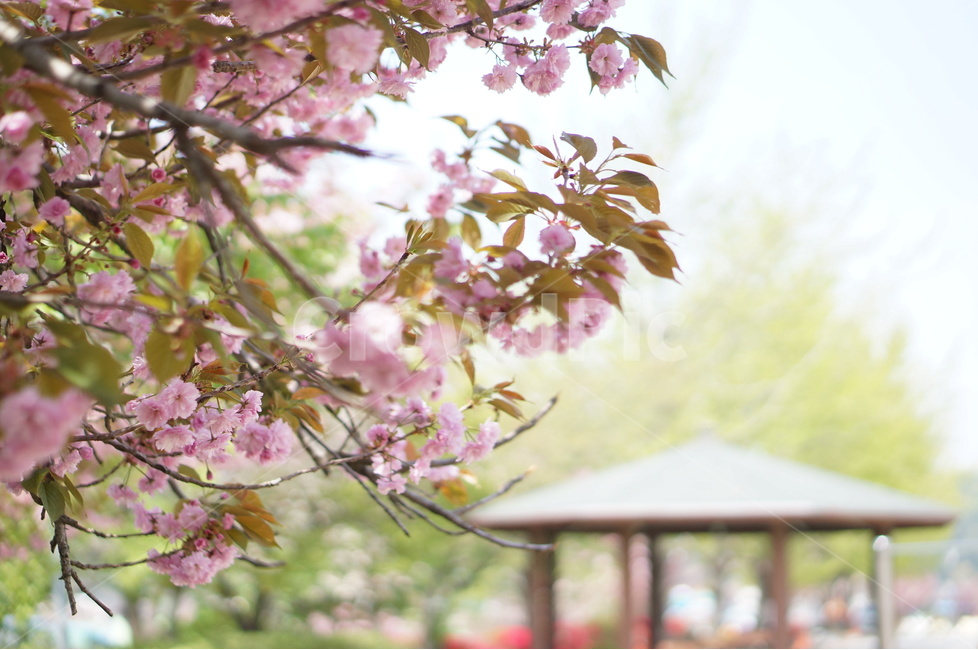 왕벚꽃,겹벚꽃,봄,풍경,핑크,나무,봄,계절,spring,season,식물,자연,plants,nature,꽃,flower,plant