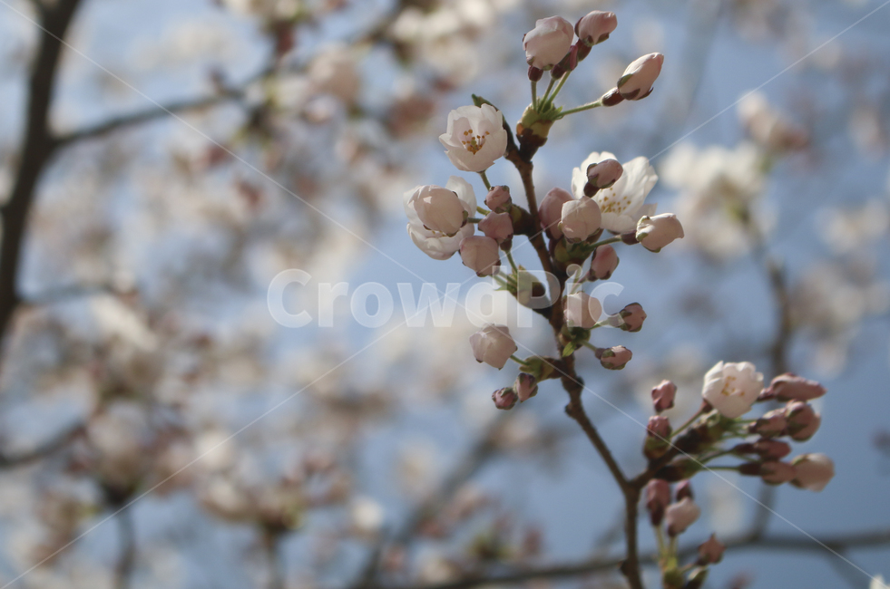 blossom,flower,꽃,벚꽃,봄꽃,spring,봄,plant,식물,tree,나무,treetrunk,나무줄기,나뭇가지,하늘,sky