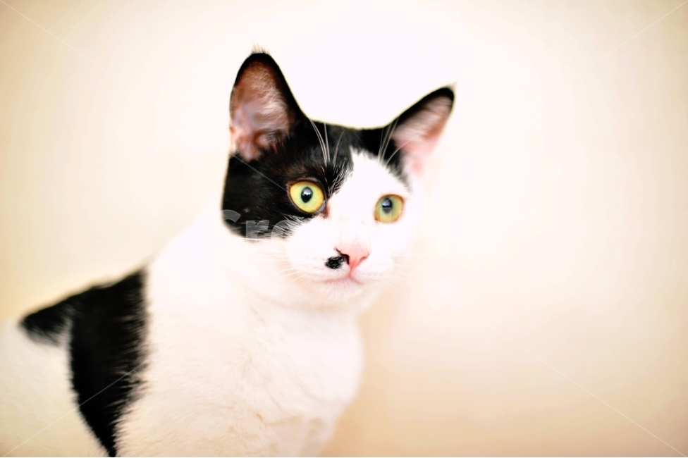 애묘,동물,짐승,집고양이,cat,동물,animal,포유류,mammal,고양이,cat,kitten,kitty