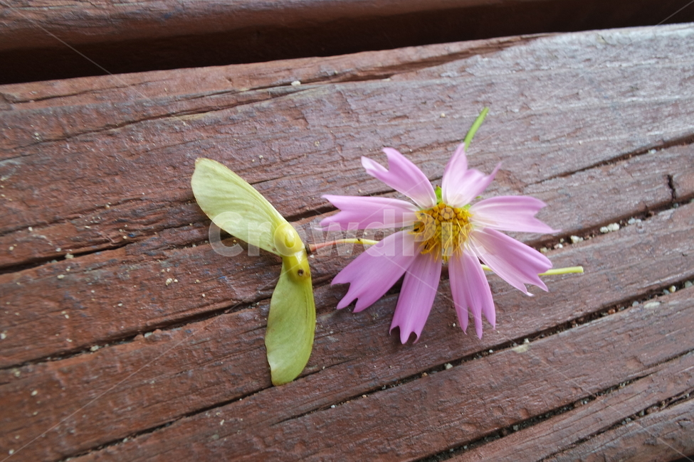 코스모스,단풍나무씨,가을,꽃,식물,blossom,plant,flower,꽃,flower