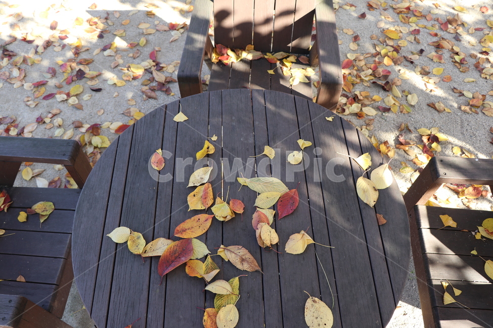 공원,낙엽,가을,벤치,의자,테이블,가을,계절,fall,autumn,season,leaf,잎,plant,식물