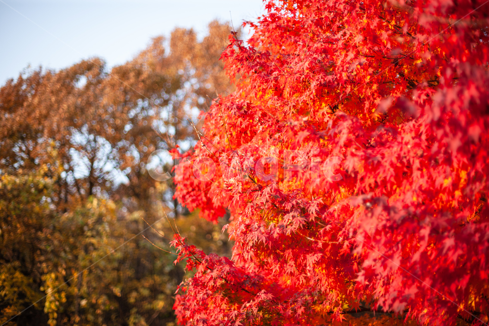 단풍,가을,maple,단풍나무,autumn,fall,가을,계절,fall,autumn,season,leaf,잎,plant,식물,tree,나무