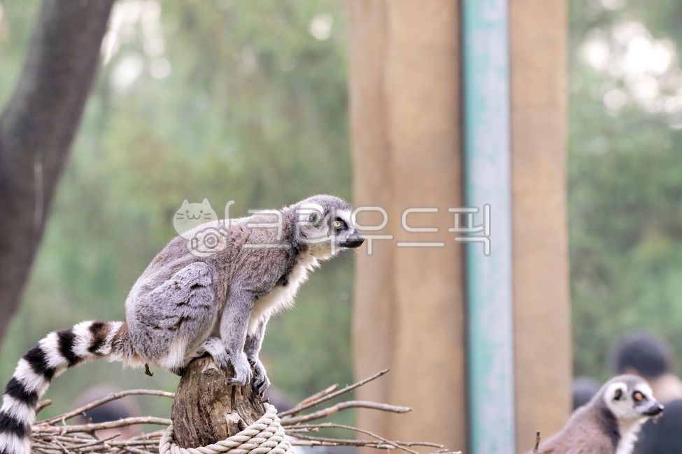 monkey,animal,Ringtailed tree monkey,wild animals