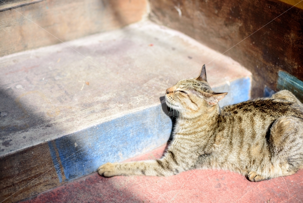 sunlight,Agreeable,stray cat,cat,animal,snooze,nap,sleeping