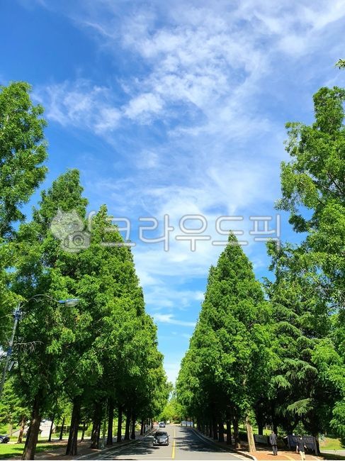 vanishing point,road,colonnade,tree,metasequoia