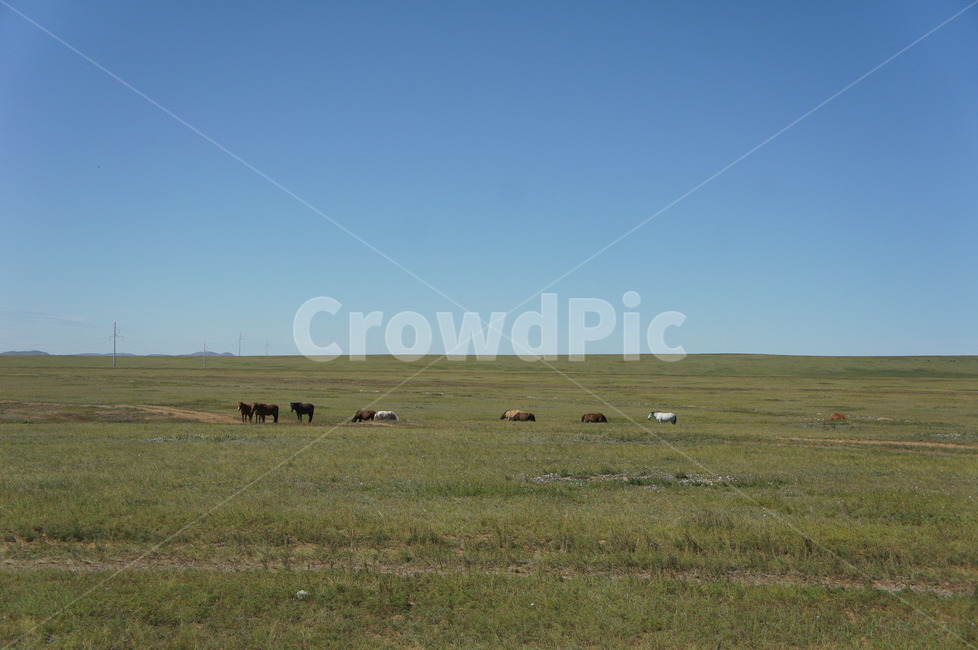 초원,몽골,하늘,지평선,동물,말,풍경,field,들,nature,자연,animal,포유류,outdoors,옥외,grassland,목초지