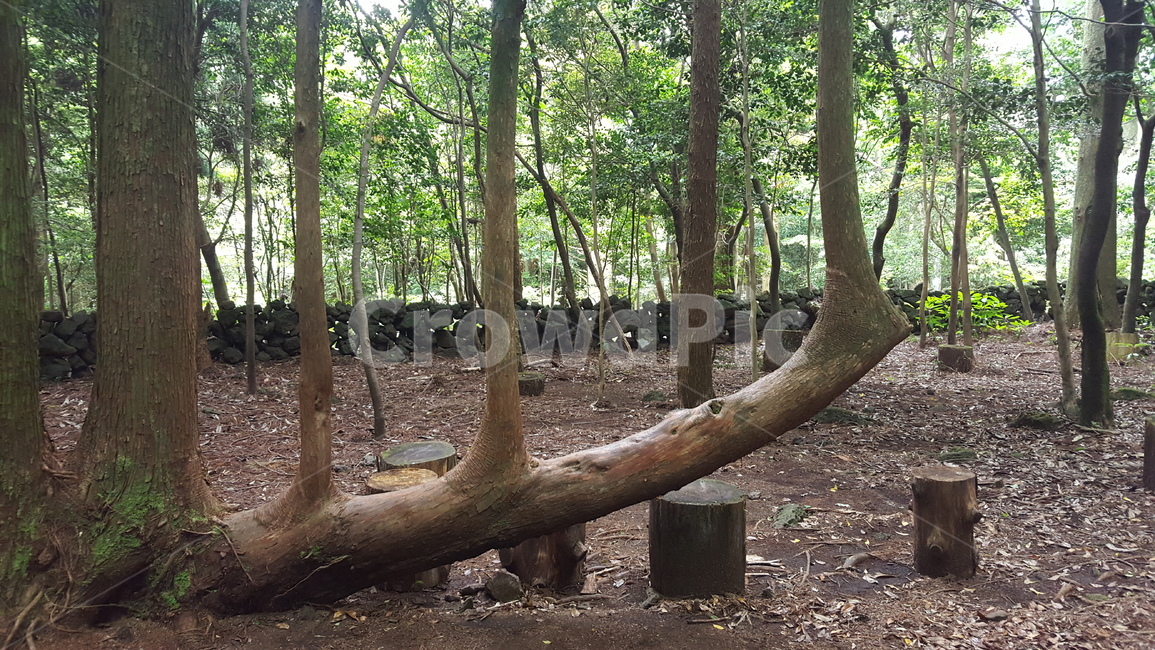 제주나무,식물,plant,나무줄기,그네나무,제주식물원