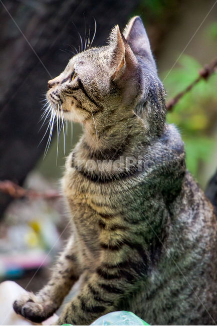 고양이,옆모습,수염,동물,길냥이,cat,animal,애완동물,pet,일본