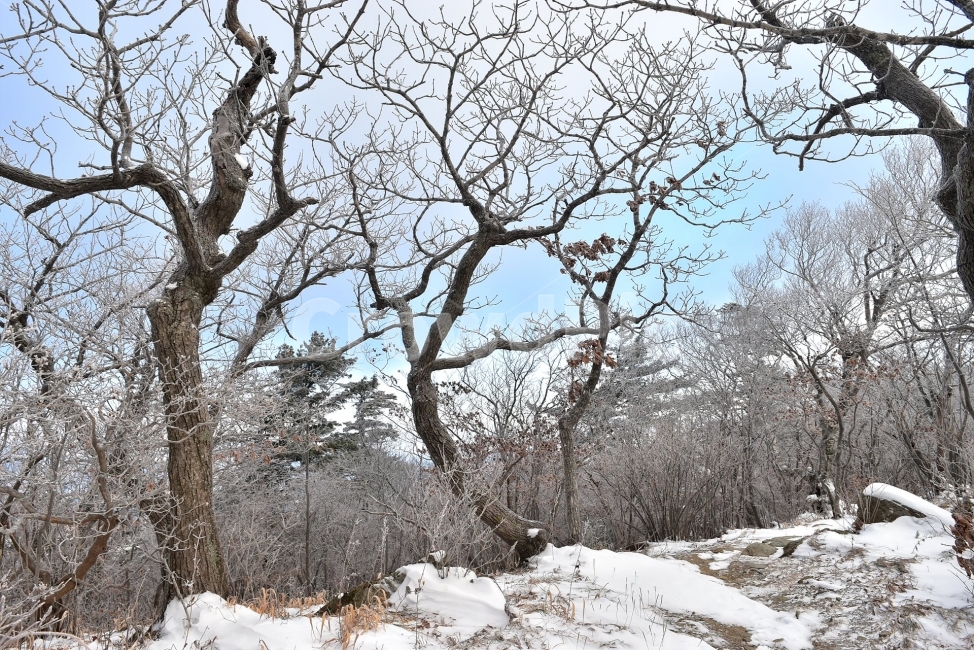 태백산,설경,상고대,눈꽃,풍경,겨울,겨울왕국,서리꽃,눈,천제단,자연,스포츠,등산,산행,nature,snow,설국,겨울풍경,느낌,아름다운,신비로운,경이로운,다큐,필,디자인,힐링,명산,국립공원,순백,landscape,winter,season,영산,겨울,계절,winter,season,자연,풍경,nature,landscape,한국자연풍경,한국자연경관,korea nature landscape,식물,plants,나무,trees,wood,tree,plant,tree trunk,나무 줄기