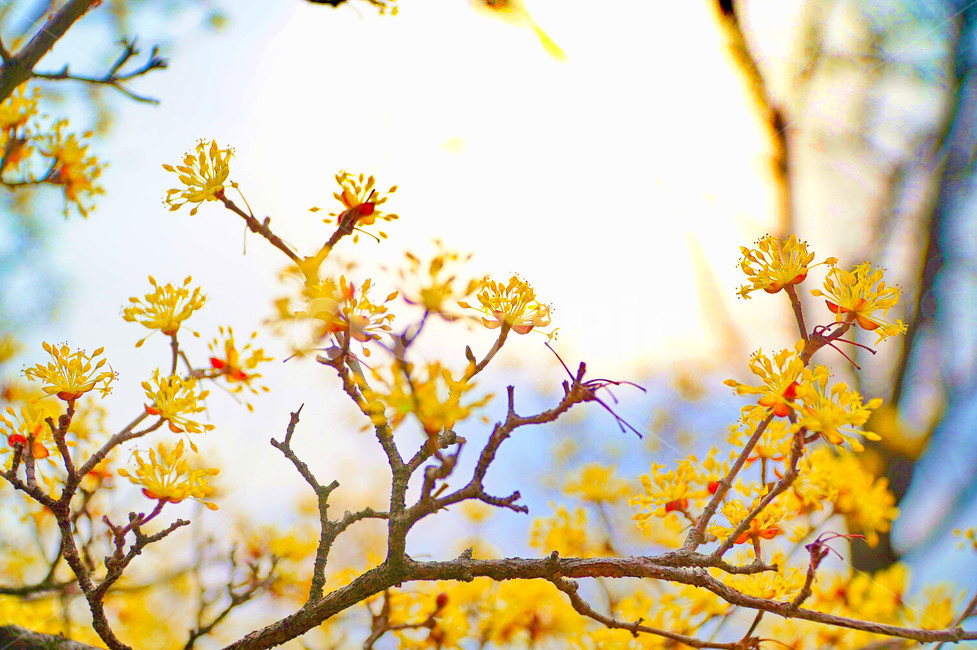 산수유,노랑,햇빛,꽃,봄,봄,계절,spring,season,식물,자연,plants,nature,꽃,flower,plant