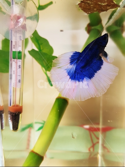 물고기,베타물고기,열대어,bettafish,betta,파란색,파란물고기,bluefish,하프문베타,버터플라이베타,베타키우기,동물,animal,어류,물고기,fish