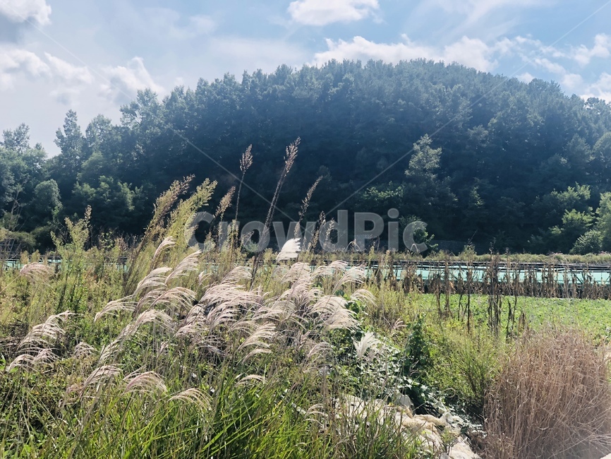 풍경,갈대,산,하늘,시골,맑음,배경,자연,풍경,nature,landscape,grass,잔디,plant,식물,lawn