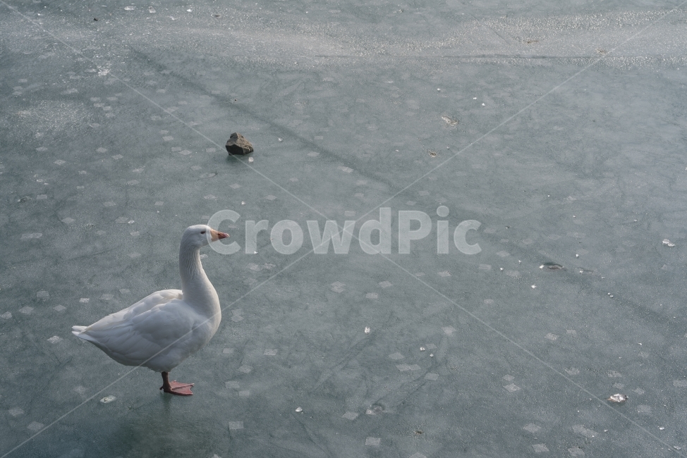 거위,빙판,얼음,호수,동물,새,한파,겨울,겨울,계절,winter,season,동물,animal,조류,새,birds