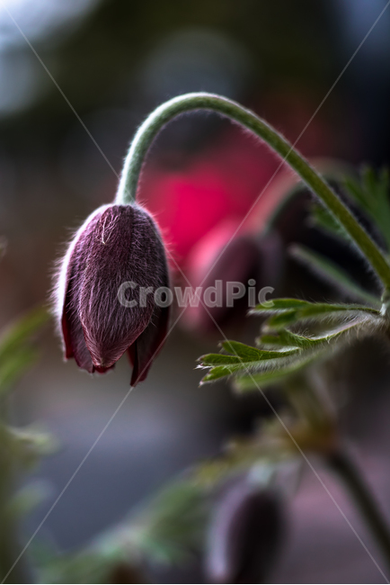 할미꽃,자연,들꽃,야생화,꽃,flower,식물,식물,자연,plants,nature,꽃,flower